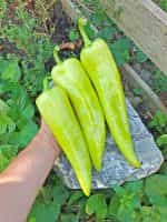 Πιπεριά ''Bounty'' F1 Γλυκιά - Image 4