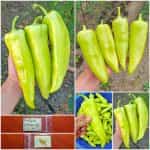 Πιπεριά ''Orea'' F1 Γλυκιά