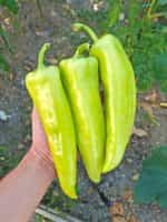 Πιπεριά ''Orea'' F1 Γλυκιά - Image 2