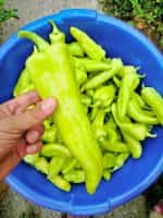 Πιπεριά ''Orea'' F1 Γλυκιά - Image 3