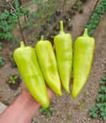 Πιπεριά ''Orea'' F1 Γλυκιά - Image 4