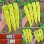 Πιπεριά ''Charleston'' F1 Γλυκιά