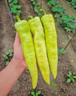 Πιπεριά ''Charleston'' F1 Γλυκιά - Image 2