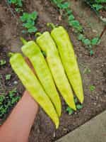 Πιπεριά ''Charleston'' F1 Γλυκιά - Image 3