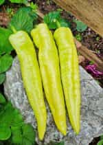 Πιπεριά ''Charleston'' F1 Γλυκιά - Image 4