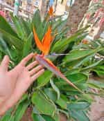 Στρελίτσια ''Πουλί του Παραδείσου'' Πορτοκαλί - Image 2