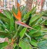 Στρελίτσια ''Πουλί του Παραδείσου'' Πορτοκαλί - Image 3