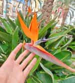 Στρελίτσια ''Πουλί του Παραδείσου'' Πορτοκαλί - Image 4