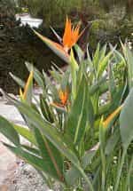 Στρελίτσια ''Πουλί του Παραδείσου'' Πορτοκαλί - Image 5