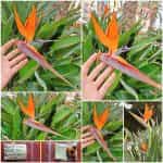 Στρελίτσια ''Πουλί του Παραδείσου'' Πορτοκαλί