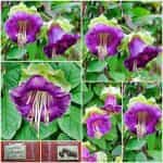 Κομπέα ''Cathedral Bells'' Αναρριχώμενη