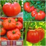 Ντομάτα Μεγαλόκαρπη ''Beefsteak''