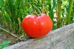Ντομάτα ''Beefsteak'' Μεγαλόκαρπη Παραδοσιακή - Image 2