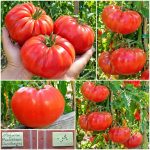 Ντομάτα ''Beefsteak'' Μεγαλόκαρπη Παραδοσιακή