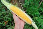 Καλαμπόκι ''Sweet Corn'' Γλυκό Παραδοσιακό - Image 2