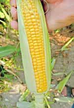 Καλαμπόκι ''Sweet Corn'' Γλυκό Παραδοσιακό - Image 3