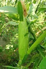 Καλαμπόκι ''Sweet Corn'' Γλυκό Παραδοσιακό - Image 4