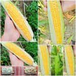 Καλαμπόκι ''Sweet Corn'' Γλυκό Παραδοσιακό