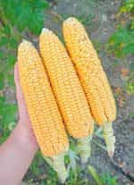 Καλαμπόκι ''Bonanza Sweet Corn'' F1 Γλυκό - Image 2