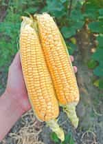 Καλαμπόκι ''Bonanza Sweet Corn'' F1 Γλυκό - Image 3