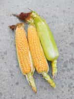 Καλαμπόκι ''Bonanza Sweet Corn'' F1 Γλυκό - Image 4