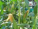 Καλαμπόκι ''Bonanza Sweet Corn'' F1 Γλυκό - Image 5