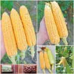 Καλαμπόκι ''Bonanza Sweet Corn'' F1 Γλυκό