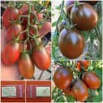 Ντοματίνι Βελανίδι ''Black Plum''