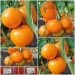 Ντομάτα ''Jantar''