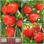 Ντομάτα ''Krakus''