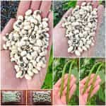 Φασόλι Μαυρομάτικο Γίγας ''Black Eyes'' Ημισκαλωτό