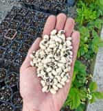 Φασόλι Μαυρομάτικο Γίγας ''Black Eyes'' Ημισκαλωτό - Image 2