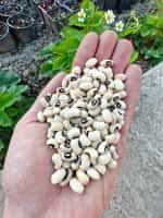 Φασόλι Μαυρομάτικο Γίγας ''Black Eyes'' Ημισκαλωτό - Image 3