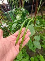 Φασόλι Μαυρομάτικο Γίγας ''Black Eyes'' Ημισκαλωτό - Image 4