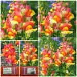 Σκυλάκι ''Rembrandt''