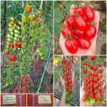 Ντοματίνι Βελανίδι Γίγας ''Nestor'' F1