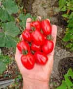 Ντοματίνι Βελανίδι Γίγας ''Nestor'' F1 - Image 2