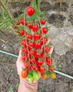 Ντοματίνι Βελανίδι Γίγας ''Nestor'' F1 - Image 3