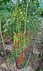 Ντοματίνι Βελανίδι Γίγας ''Nestor'' F1 - Image 4