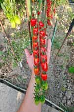 Ντοματίνι Βελανίδι Γίγας ''Nestor'' F1 - Image 5