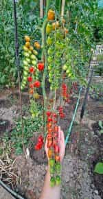 Ντοματίνι Βελανίδι Γίγας ''Nestor'' F1 - Image 6