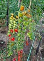 Ντοματίνι Βελανίδι Γίγας ''Nestor'' F1 - Image 7