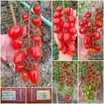 Ντοματίνι Βελανίδι ''Valdo''