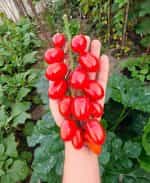 Ντοματίνι Βελανίδι ''Valdo'' - Image 2