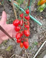 Ντοματίνι Βελανίδι ''Valdo'' - Image 3