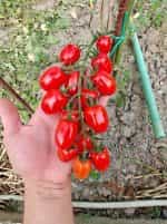 Ντοματίνι Βελανίδι ''Valdo'' - Image 4