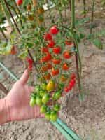 Ντοματίνι Βελανίδι ''Valdo'' - Image 5