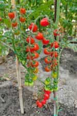 Ντοματίνι Βελανίδι ''Valdo'' - Image 6