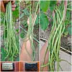 Αμπελοφάσουλο Σκούρο Σκαλωτό