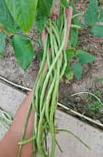 Αμπελοφάσουλο Σκούρο Σκαλωτό - Image 2